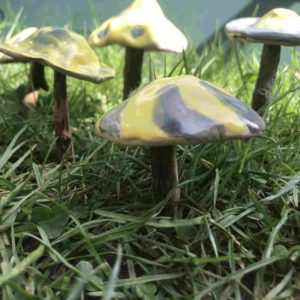Read more about the article Im Garten wachsen Pilze aus Ton